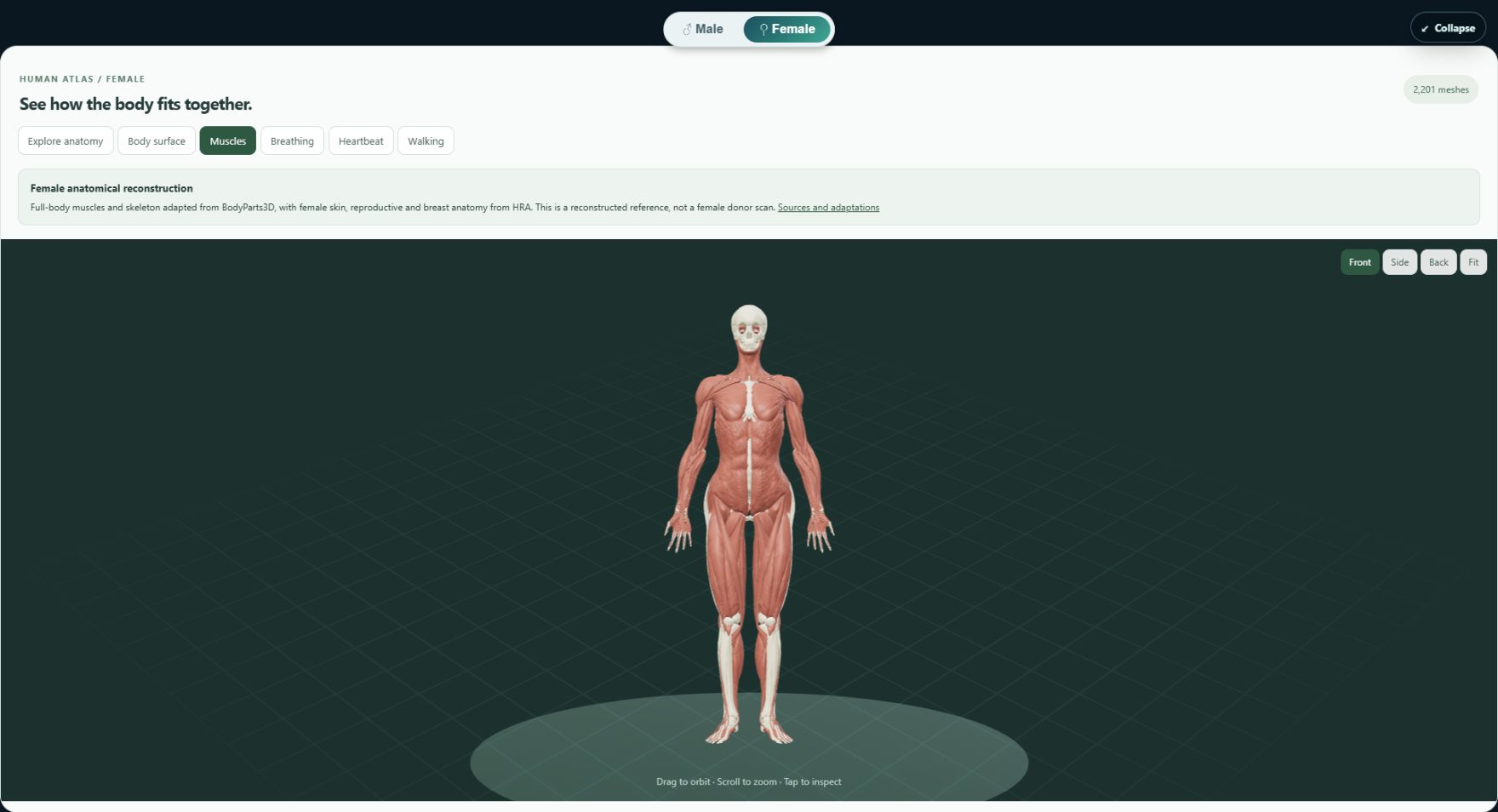 Actual OpenMedical Digital Twin showing the female anatomical model